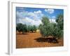 Olive Trees in Provence, France-David Barnes-Framed Photographic Print