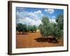 Olive Trees in Provence, France-David Barnes-Framed Photographic Print