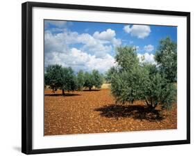 Olive Trees in Provence, France-David Barnes-Framed Photographic Print