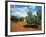 Olive Trees in Provence, France-David Barnes-Framed Photographic Print