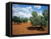 Olive Trees in Provence, France-David Barnes-Framed Stretched Canvas