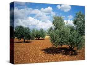 Olive Trees in Provence, France-David Barnes-Stretched Canvas