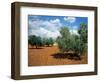 Olive Trees in Provence, France-David Barnes-Framed Photographic Print
