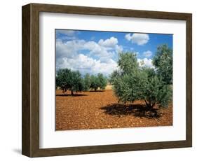 Olive Trees in Provence, France-David Barnes-Framed Photographic Print