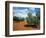 Olive Trees in Provence, France-David Barnes-Framed Photographic Print