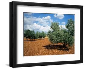 Olive Trees in Provence, France-David Barnes-Framed Photographic Print