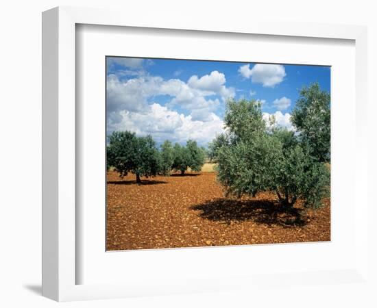 Olive Trees in Provence, France-David Barnes-Framed Photographic Print