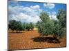 Olive Trees in Provence, France-David Barnes-Mounted Photographic Print