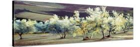 Olive Trees in the Evening-Helen J. Vaughn-Stretched Canvas