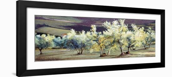 Olive Trees in the Evening-Helen J. Vaughn-Framed Giclee Print