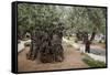 Olive Trees in the Garden of Gethsemane, Jerusalem, Israel, Middle East-Yadid Levy-Framed Stretched Canvas