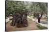 Olive Trees in the Garden of Gethsemane, Jerusalem, Israel, Middle East-Yadid Levy-Stretched Canvas