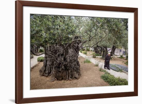 Olive Trees in the Garden of Gethsemane, Jerusalem, Israel, Middle East-Yadid Levy-Framed Photographic Print