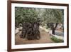 Olive Trees in the Garden of Gethsemane, Jerusalem, Israel, Middle East-Yadid Levy-Framed Photographic Print