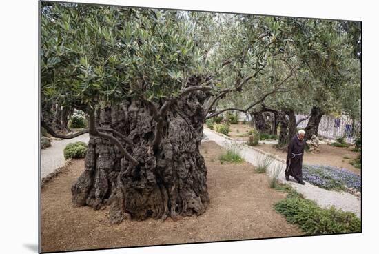 Olive Trees in the Garden of Gethsemane, Jerusalem, Israel, Middle East-Yadid Levy-Mounted Photographic Print