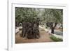 Olive Trees in the Garden of Gethsemane, Jerusalem, Israel, Middle East-Yadid Levy-Framed Photographic Print