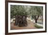 Olive Trees in the Garden of Gethsemane, Jerusalem, Israel, Middle East-Yadid Levy-Framed Photographic Print