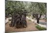 Olive Trees in the Garden of Gethsemane, Jerusalem, Israel, Middle East-Yadid Levy-Mounted Photographic Print