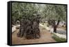 Olive Trees in the Garden of Gethsemane, Jerusalem, Israel, Middle East-Yadid Levy-Framed Stretched Canvas