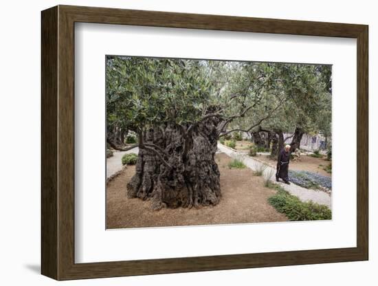 Olive Trees in the Garden of Gethsemane, Jerusalem, Israel, Middle East-Yadid Levy-Framed Photographic Print