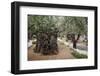 Olive Trees in the Garden of Gethsemane, Jerusalem, Israel, Middle East-Yadid Levy-Framed Photographic Print