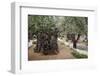 Olive Trees in the Garden of Gethsemane, Jerusalem, Israel, Middle East-Yadid Levy-Framed Photographic Print