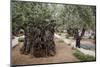 Olive Trees in the Garden of Gethsemane, Jerusalem, Israel, Middle East-Yadid Levy-Mounted Photographic Print