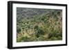 Olive Trees, Majorca, the Balearic Islands, Spain-Rainer Mirau-Framed Photographic Print