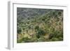 Olive Trees, Majorca, the Balearic Islands, Spain-Rainer Mirau-Framed Photographic Print