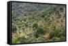Olive Trees, Majorca, the Balearic Islands, Spain-Rainer Mirau-Framed Stretched Canvas