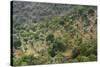 Olive Trees, Majorca, the Balearic Islands, Spain-Rainer Mirau-Stretched Canvas