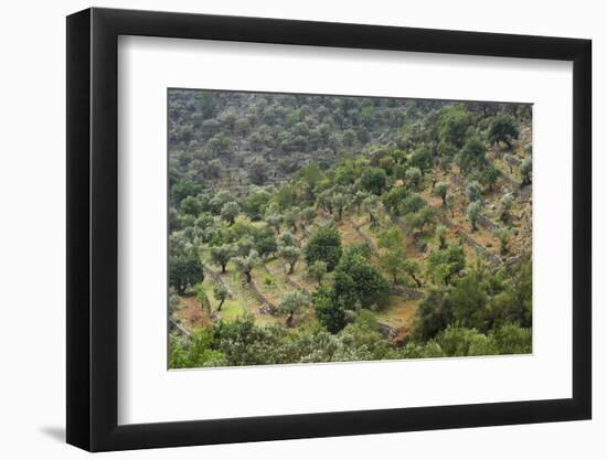 Olive Trees, Majorca, the Balearic Islands, Spain-Rainer Mirau-Framed Photographic Print
