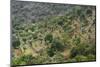 Olive Trees, Majorca, the Balearic Islands, Spain-Rainer Mirau-Mounted Photographic Print