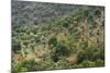 Olive Trees, Majorca, the Balearic Islands, Spain-Rainer Mirau-Mounted Photographic Print