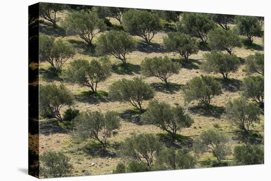 Olive Trees (Olea Europea) in Dry Landscape, Palekastro, Crete, Greece, April 2009-Lilja-Stretched Canvas