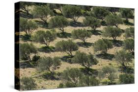 Olive Trees (Olea Europea) in Dry Landscape, Palekastro, Crete, Greece, April 2009-Lilja-Stretched Canvas