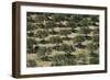 Olive Trees (Olea Europea) in Dry Landscape, Palekastro, Crete, Greece, April 2009-Lilja-Framed Photographic Print