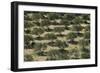 Olive Trees (Olea Europea) in Dry Landscape, Palekastro, Crete, Greece, April 2009-Lilja-Framed Photographic Print