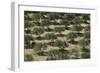 Olive Trees (Olea Europea) in Dry Landscape, Palekastro, Crete, Greece, April 2009-Lilja-Framed Photographic Print