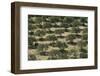 Olive Trees (Olea Europea) in Dry Landscape, Palekastro, Crete, Greece, April 2009-Lilja-Framed Photographic Print