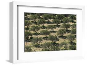 Olive Trees (Olea Europea) in Dry Landscape, Palekastro, Crete, Greece, April 2009-Lilja-Framed Photographic Print