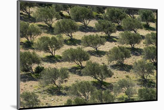 Olive Trees (Olea Europea) in Dry Landscape, Palekastro, Crete, Greece, April 2009-Lilja-Mounted Photographic Print