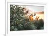 Olive Trees on Sunset. Sun Rays-Deyan Georgiev-Framed Photographic Print