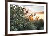Olive Trees on Sunset. Sun Rays-Deyan Georgiev-Framed Photographic Print