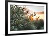 Olive Trees on Sunset. Sun Rays-Deyan Georgiev-Framed Photographic Print