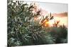 Olive Trees on Sunset. Sun Rays-Deyan Georgiev-Mounted Photographic Print