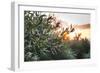 Olive Trees on Sunset. Sun Rays-Deyan Georgiev-Framed Photographic Print