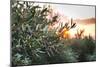 Olive Trees on Sunset. Sun Rays-Deyan Georgiev-Mounted Photographic Print
