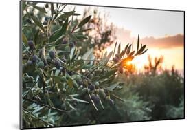 Olive Trees on Sunset. Sun Rays-Deyan Georgiev-Mounted Photographic Print