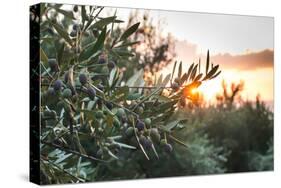 Olive Trees on Sunset. Sun Rays-Deyan Georgiev-Stretched Canvas